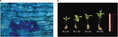 Serendipita indica promotes P acquisition and growth in tea seedlings under P deficit conditions by increasing cytokinins and indoleacetic acid and phosphate transporter gene expression